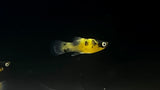 Bumblebee Platy (Xiphophorus sp.)