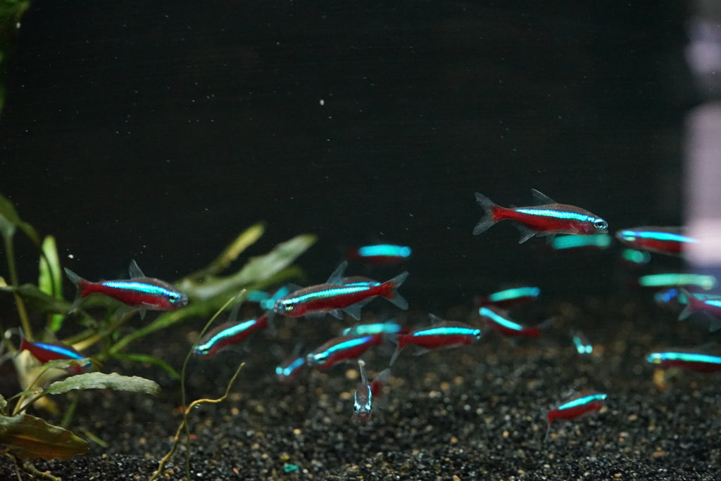 Cardinal Tetra (Paracheirodon axelrodi)