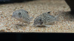 Julii Corydora (Corydoras julii)