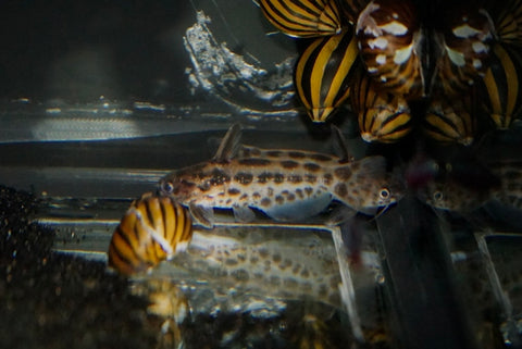 Pygmy Driftwood Catfish (Trachelyichthys exilis)