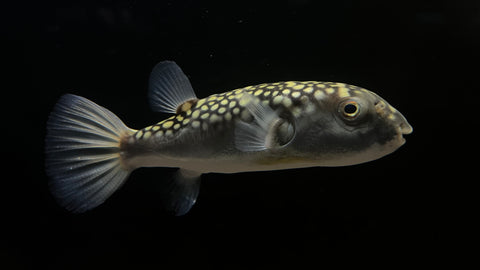 Bengal Gold Spot Pufferfish (Chelonodontops bengalensis)