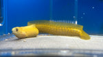 Golden Fire Coral Moray Eel (Gymnothorax miliaris)*