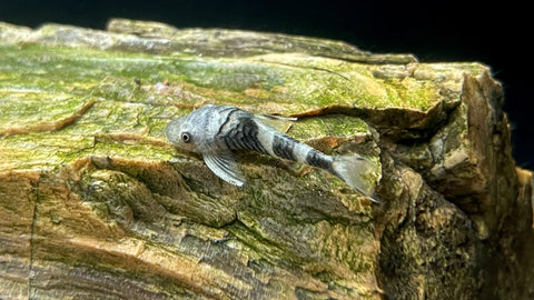 Orange Zebra Otocinclus Catfish (Nannoptopoma sp. Peru (I) Orange.)