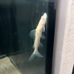 Albino Redtail Catfish (Phractocephalus hemioliopterus)