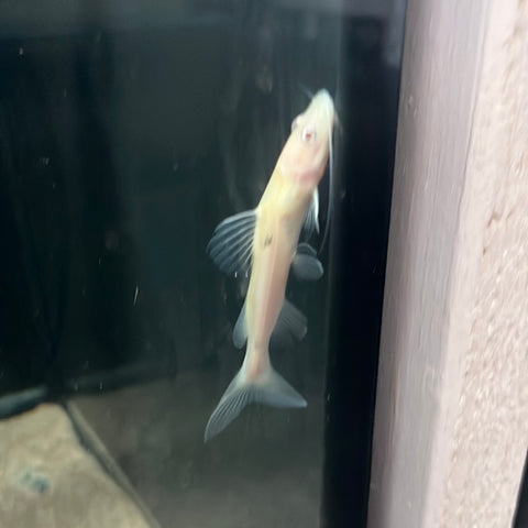 Albino Redtail Catfish (Phractocephalus hemioliopterus)