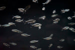 Penguin Tetra (Thayeria boelkea)