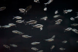 Penguin Tetra (Thayeria boelkea)