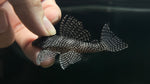 L-260 Queen Arabesque Pleco (Hypancistrus sp.)