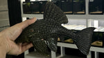 L-330 Watermelon Pleco (Panaque sp.) - WYSIWYG