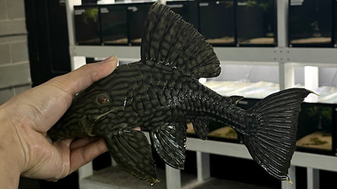 L-330 Watermelon Pleco (Panaque sp.) - WYSIWYG