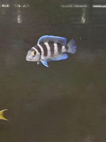 Neolamprologus Tretocephalus