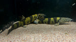 Imperial Flower Loach (Leptobotia elongata) - Large