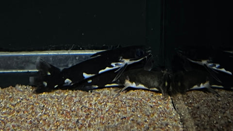 Ninja Woodcat (Tatia musaica)