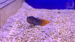 Bicolor Blenny (Ecsenius bicolor)