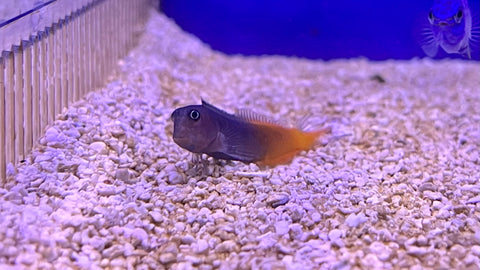 Bicolor Blenny (Ecsenius bicolor)