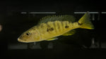 Three Spot Torpedo Cichlid (Exochochromis anagenys)