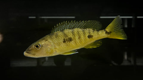Three Spot Torpedo Cichlid (Exochochromis anagenys)