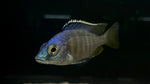 Jalo Reef Cichlid (Placidochromis sp.)