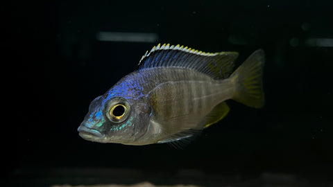 Jalo Reef Cichlid (Placidochromis sp.)