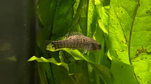Banded Pygmy Sunfish (Elassoma zonatum)