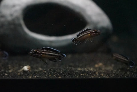 Julidochromis Marksmithi