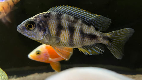 Taiwan Reef (Protomelas sp. Steveni Taiwan)