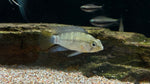 Apistogramma eunotus