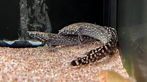 Ornate Bichir (Polypterus ornatipinnis) - xSmall