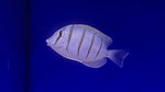 Convict Tang (Acanthurus triostegus)