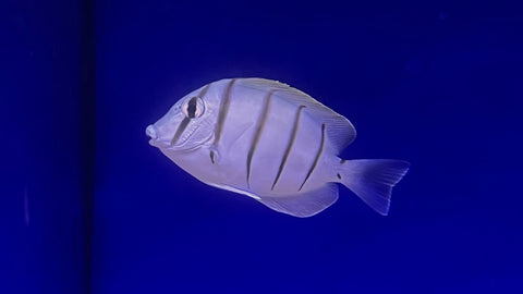 Convict Tang (Acanthurus triostegus)
