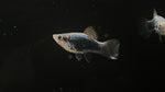 Green Latern Platy (Xiphophorus sp.)