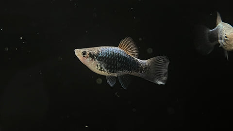 Green Latern Platy (Xiphophorus sp.)