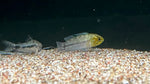 Apistogramma noberti