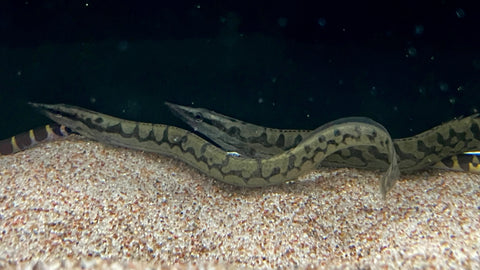 Mastacembelus sp. - NEW SPECIES
