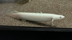 Platinum Senegal Bichir (Polypterus senegalus)