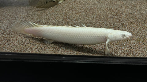 Platinum Senegal Bichir (Polypterus senegalus)