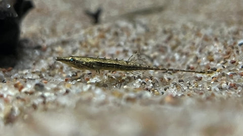 Paradox Fish (Indostomus paradoxus)