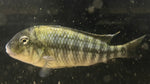 Simochromis diagramma “Isanga” - Group