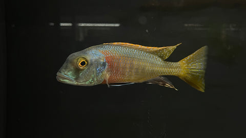 Buccochromis nototaenia - Large