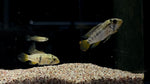 Apisto Inka 50 (Apistogramma baenschi) - PAIR