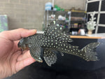 L-128 Blue Phantom Pleco (Hemiancistrus sp.) - Large