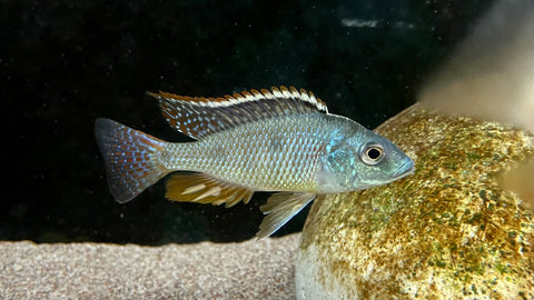Otopharynx tetrastigma