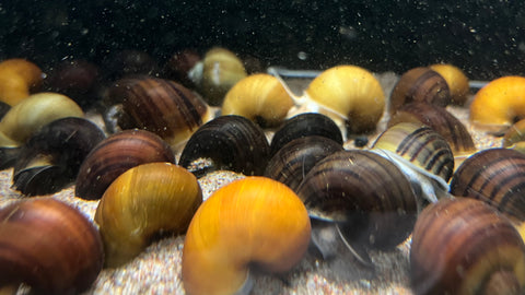 Assorted Mystery Snail (Pomacea bridgesii) - Large