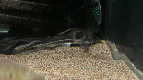 Nemadoras humeralis