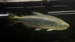 Golden Dorado (Salminus brasiliensis) - CARGO ONLY