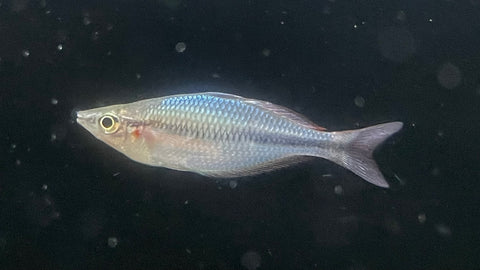 Melanotaenia sp. "Komeng River" Rainbowfish
