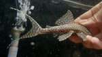 L-351 Panaqolus sp.