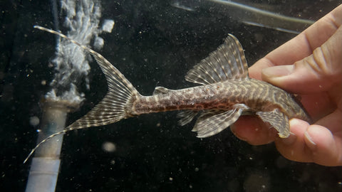 L-351 Panaqolus sp.