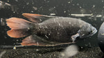 Red Tail Gourami (Osphronemus Laticlavius)