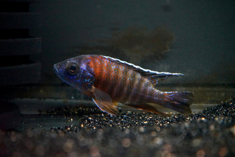 Red Sun Peacock (Aulonocara sp.)